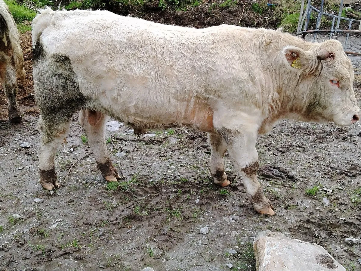 4 Charolais Bulls - Image 1