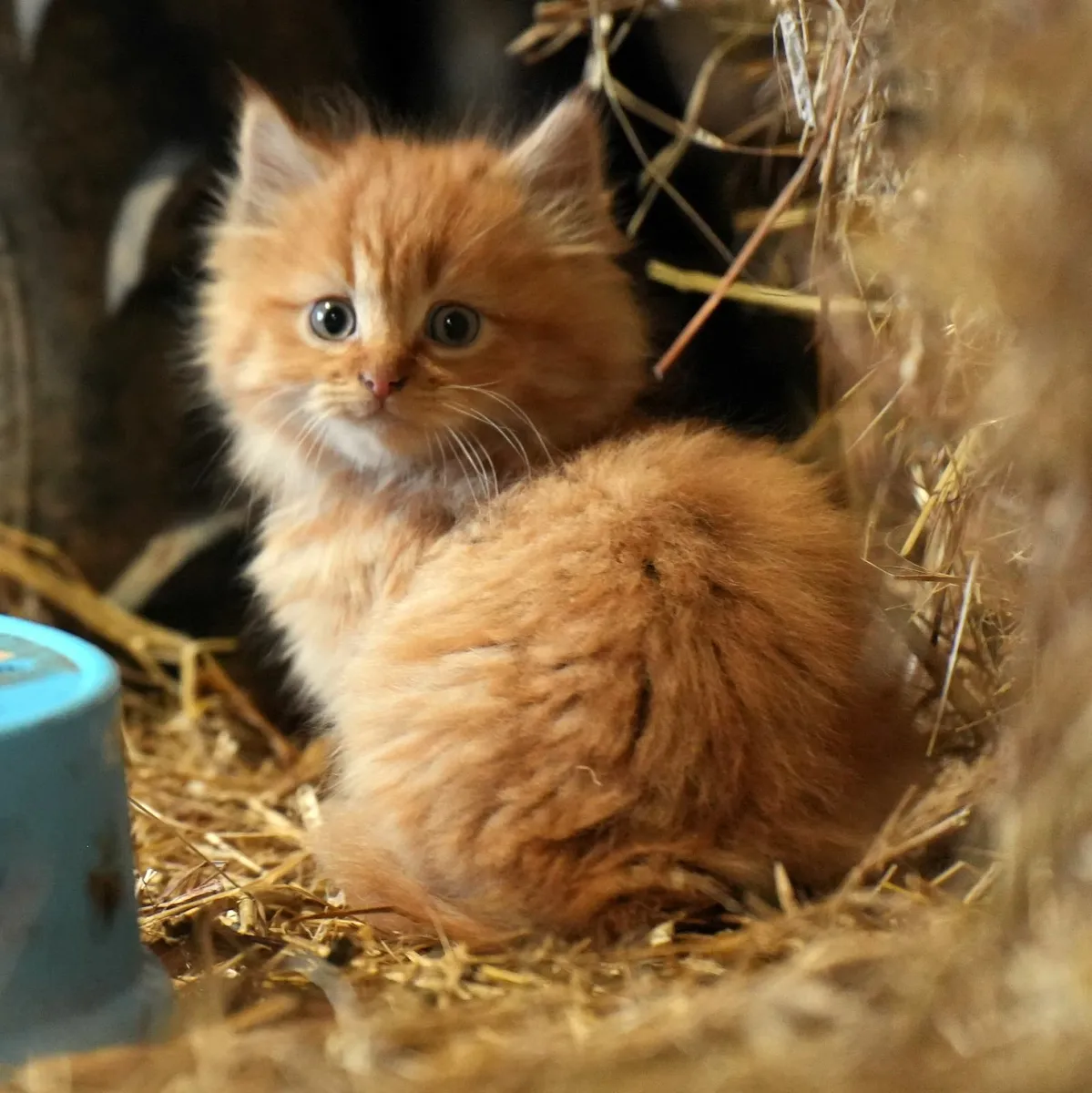 3 Beautiful Kittens - Free to Good Home - Image 2