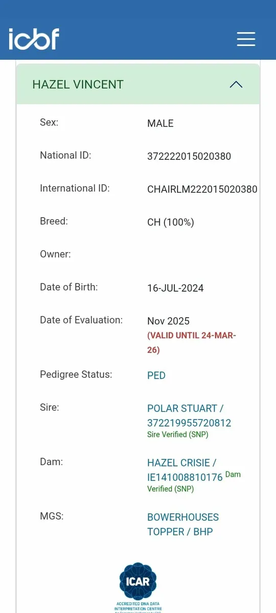 4 Charolais Bulls - Image 2