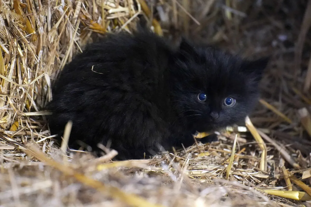 3 Beautiful Kittens - Free to Good Home - Image 3