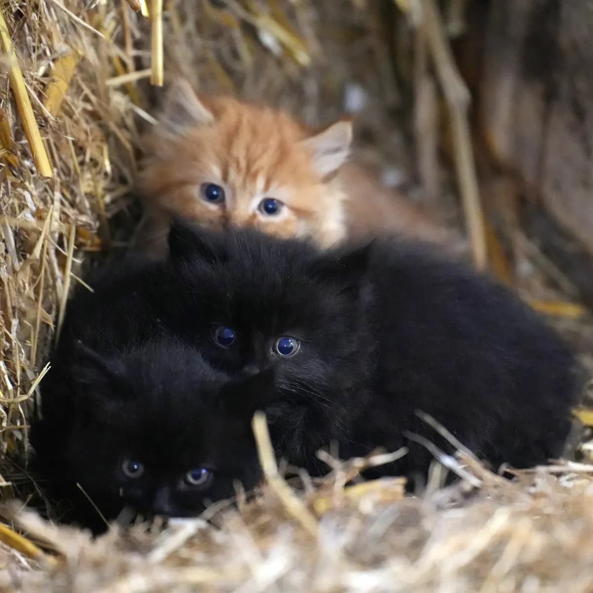 3 Beautiful Kittens - Free to Good Home - Image 4