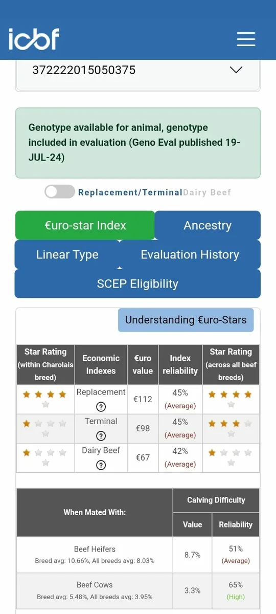 4 Charolais Bulls - Image 3