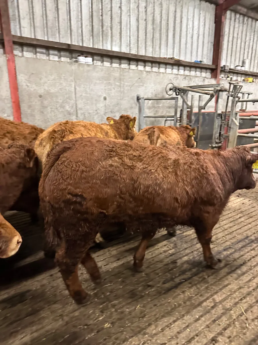 Lim store heifers - Image 4