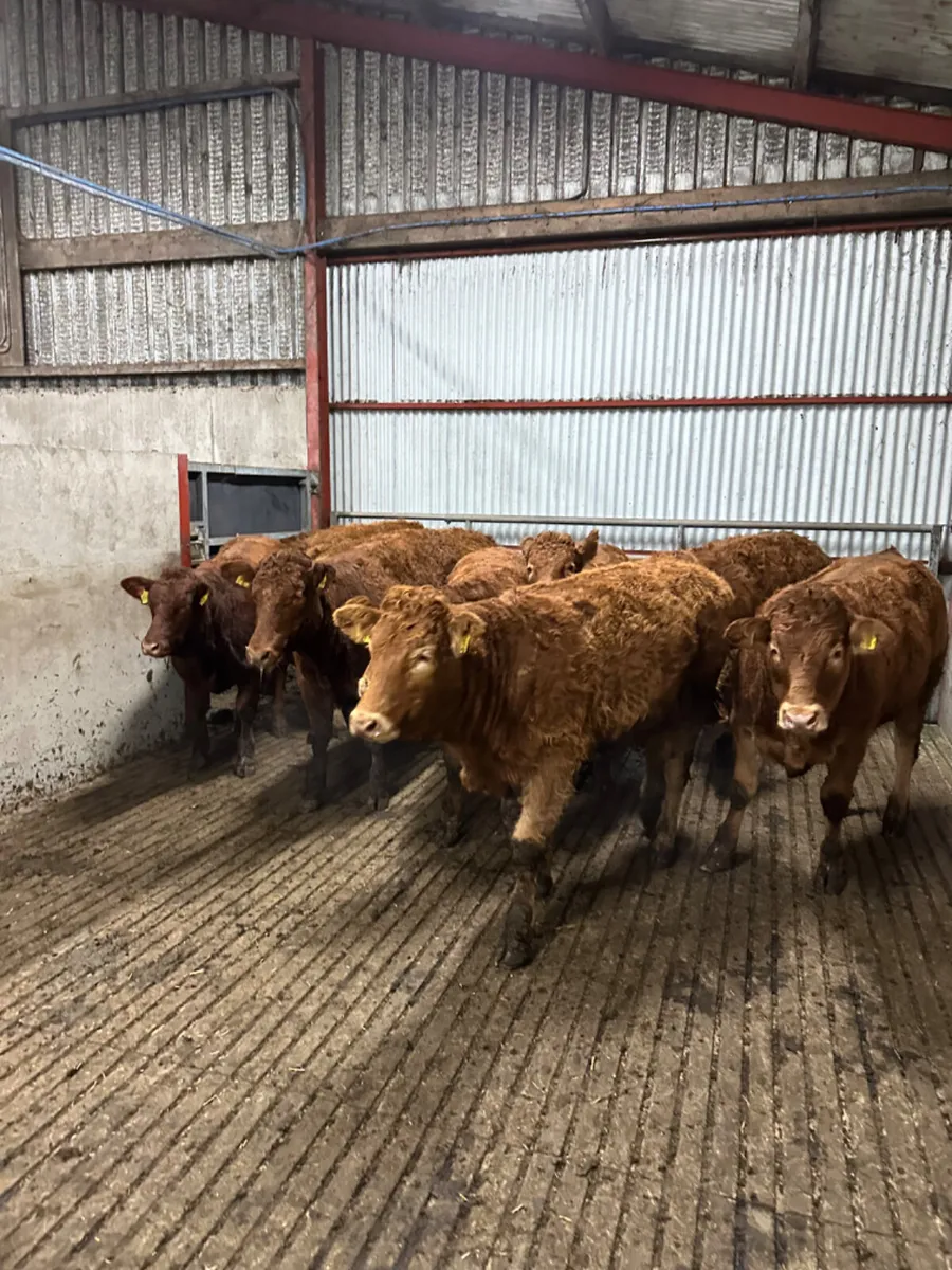 Lim store heifers - Image 1