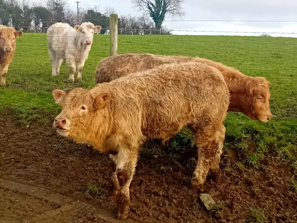 8 Super U Grade Charlaois Bulls - Image 2