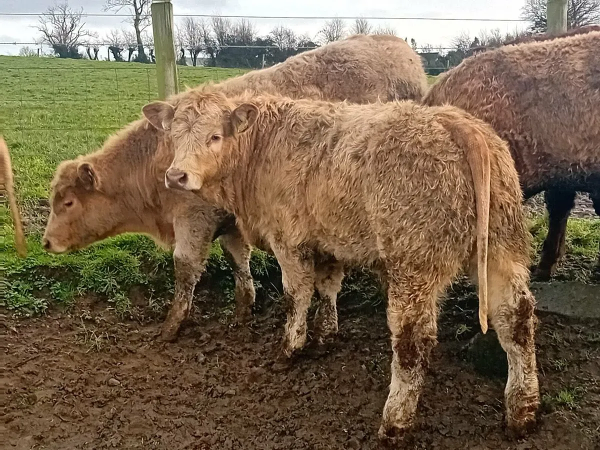 8 Super U Grade Charlaois Bulls - Image 3