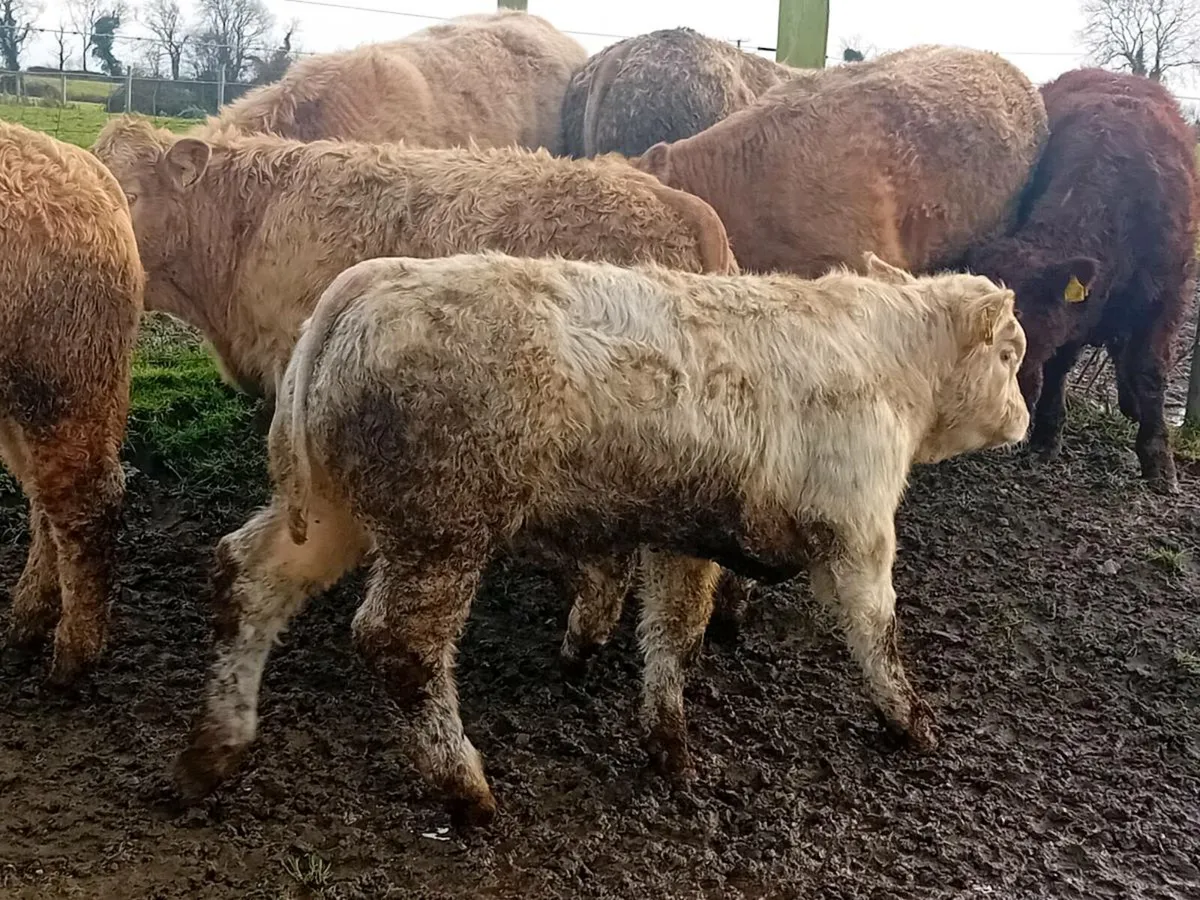 8 Super U Grade Charlaois Bulls - Image 4