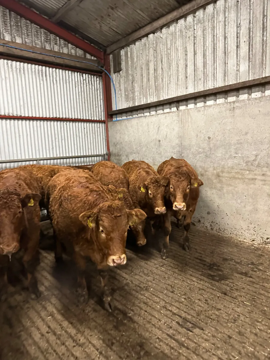 Lim store heifers - Image 3