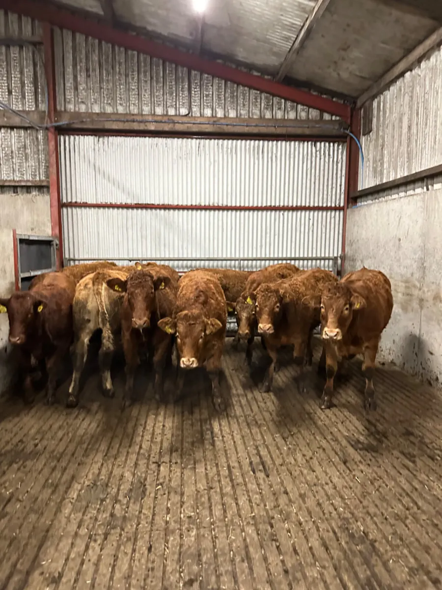 Lim store heifers - Image 2