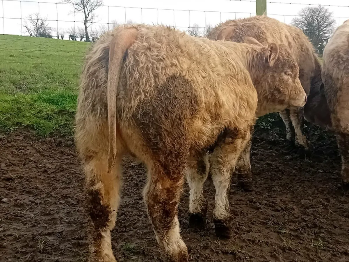 8 Super U Grade Charlaois Bulls - Image 1