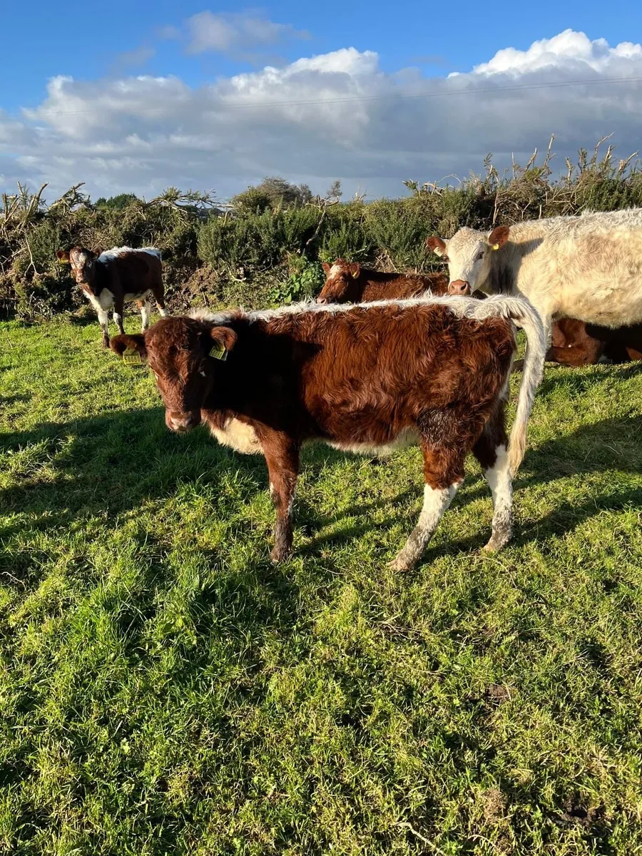 Pure Bred Registered Irish Moiled Heifer Calves - Image 1