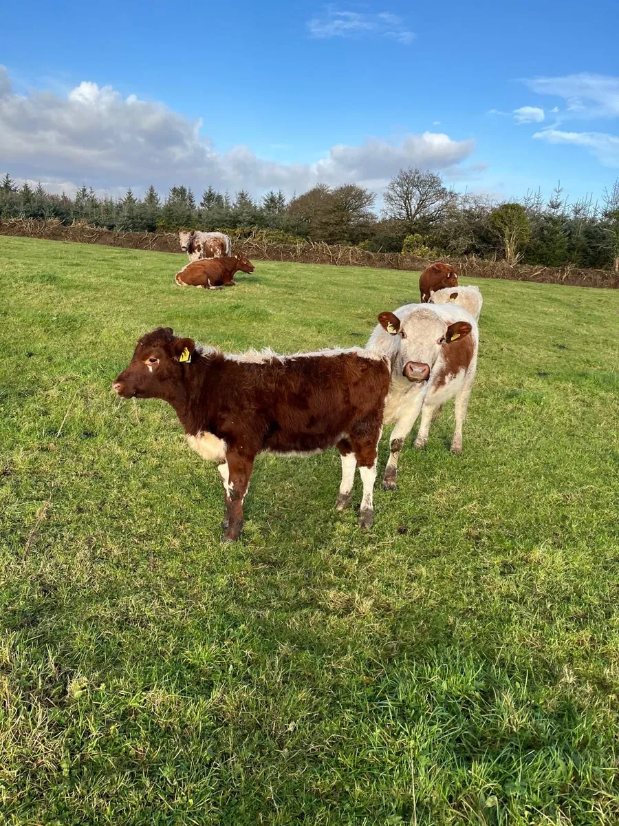 Pure Bred Registered Irish Moiled Heifer Calves - Image 2