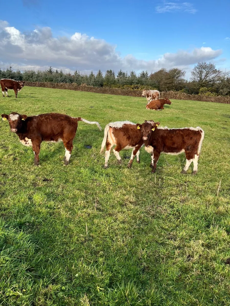 Pure Bred Registered Irish Moiled Heifer Calves - Image 3