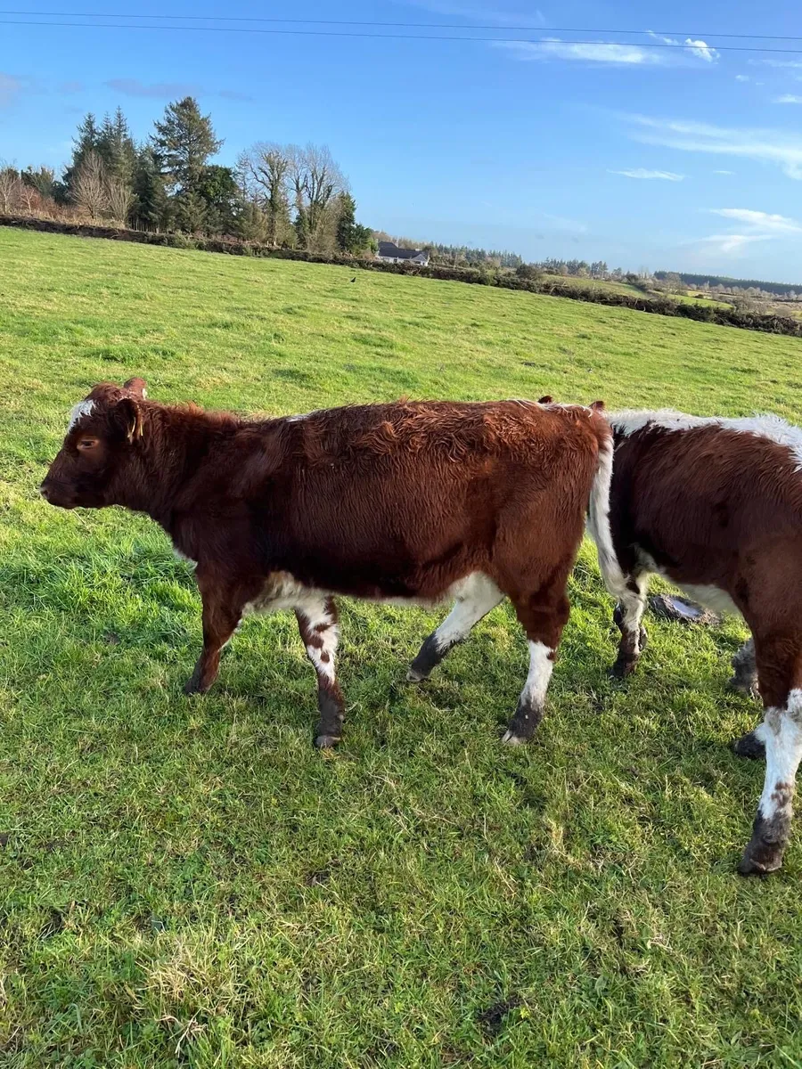 Pure Bred Registered Irish Moiled Heifer Calves - Image 4