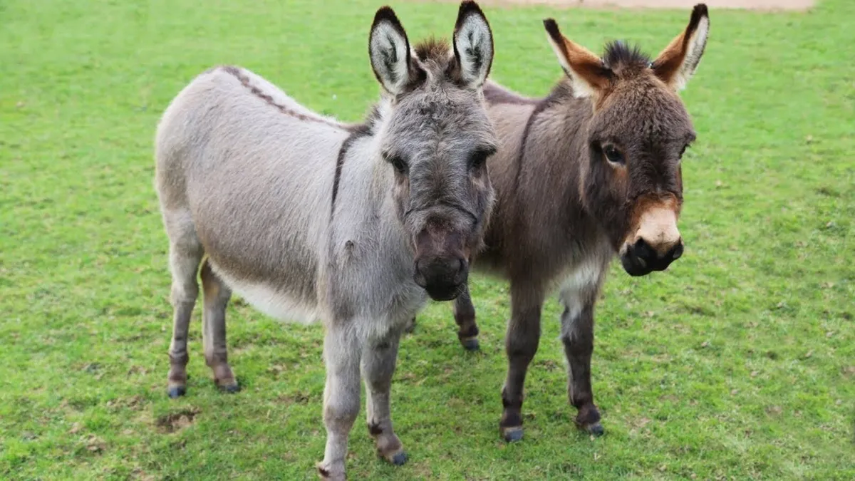 Wanted miniature donkeys - Image 2