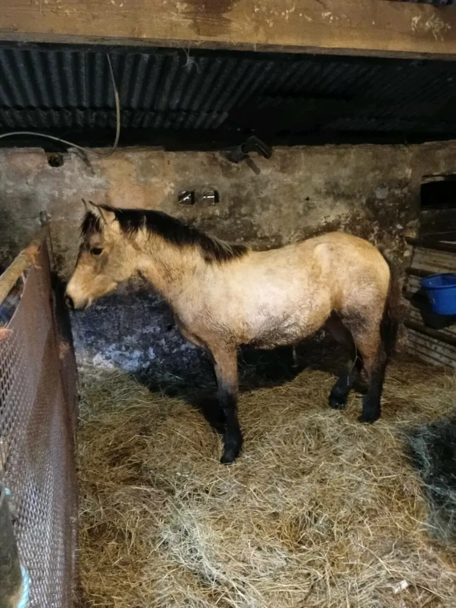 Connemara filly - Image 1