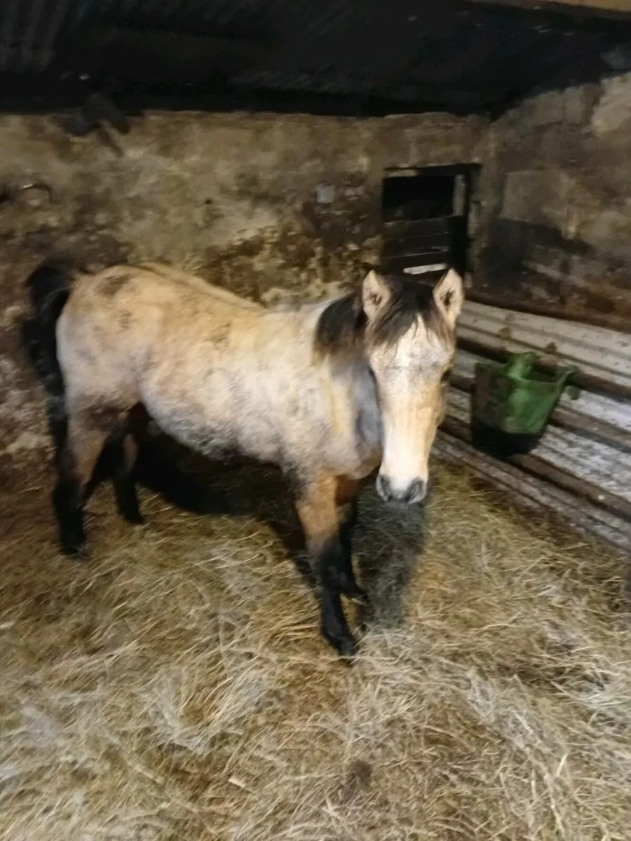 Connemara filly - Image 2