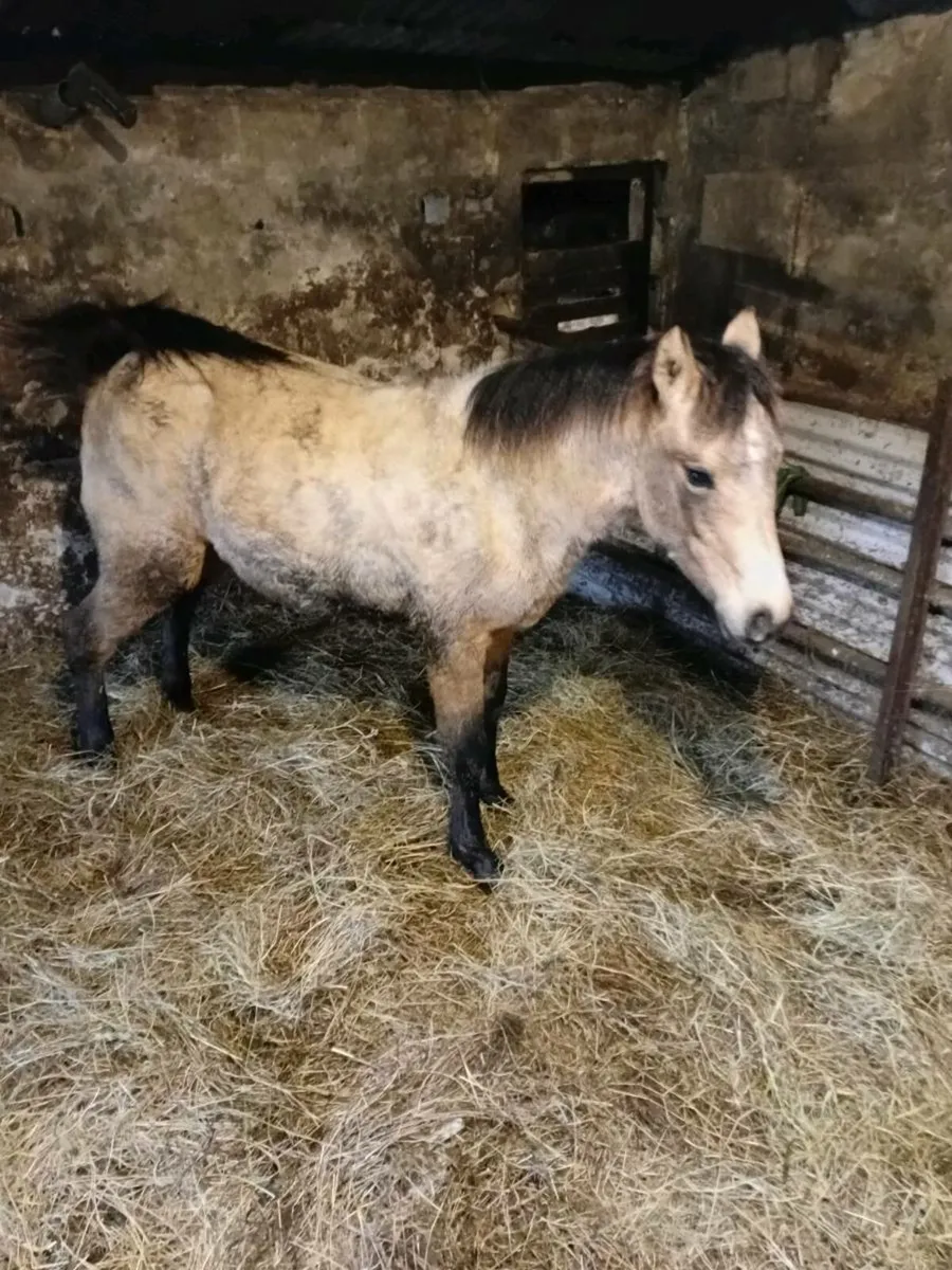 Connemara filly - Image 3