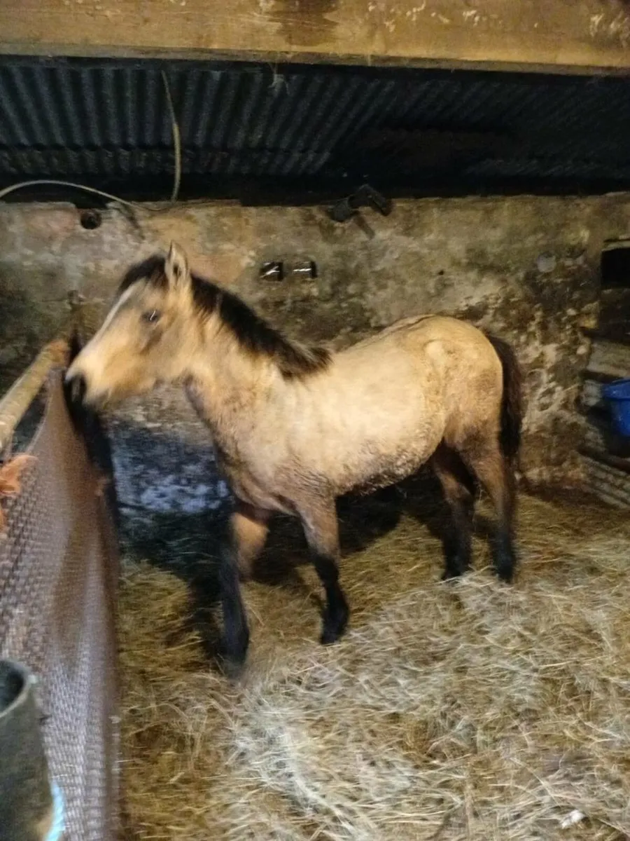 Connemara filly - Image 4