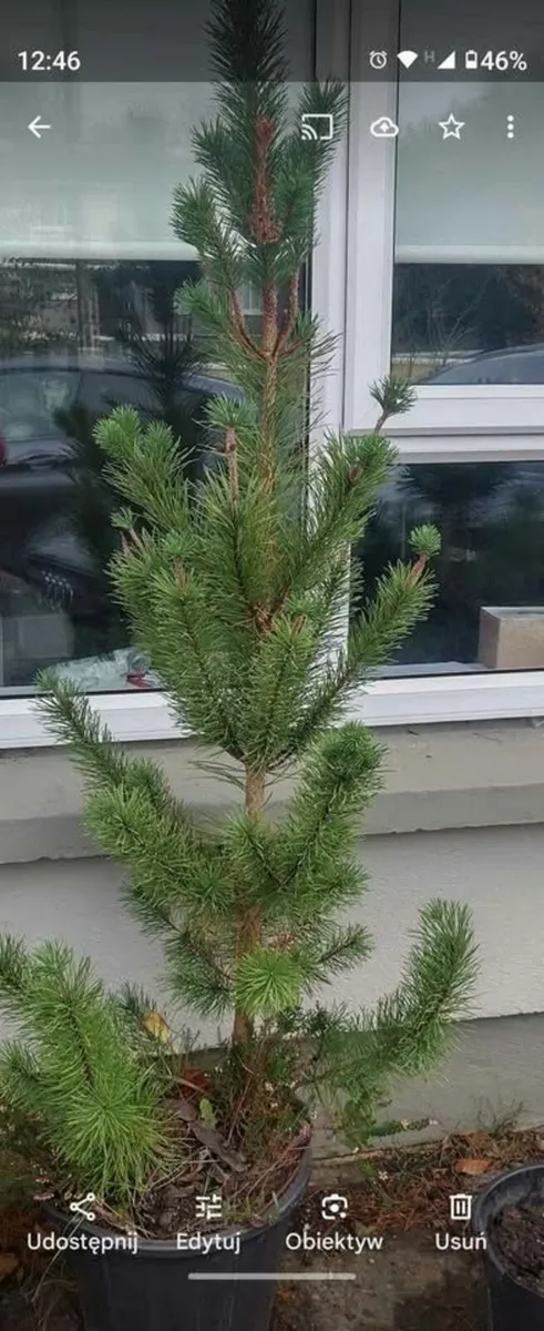 Small Christmas tree for planting