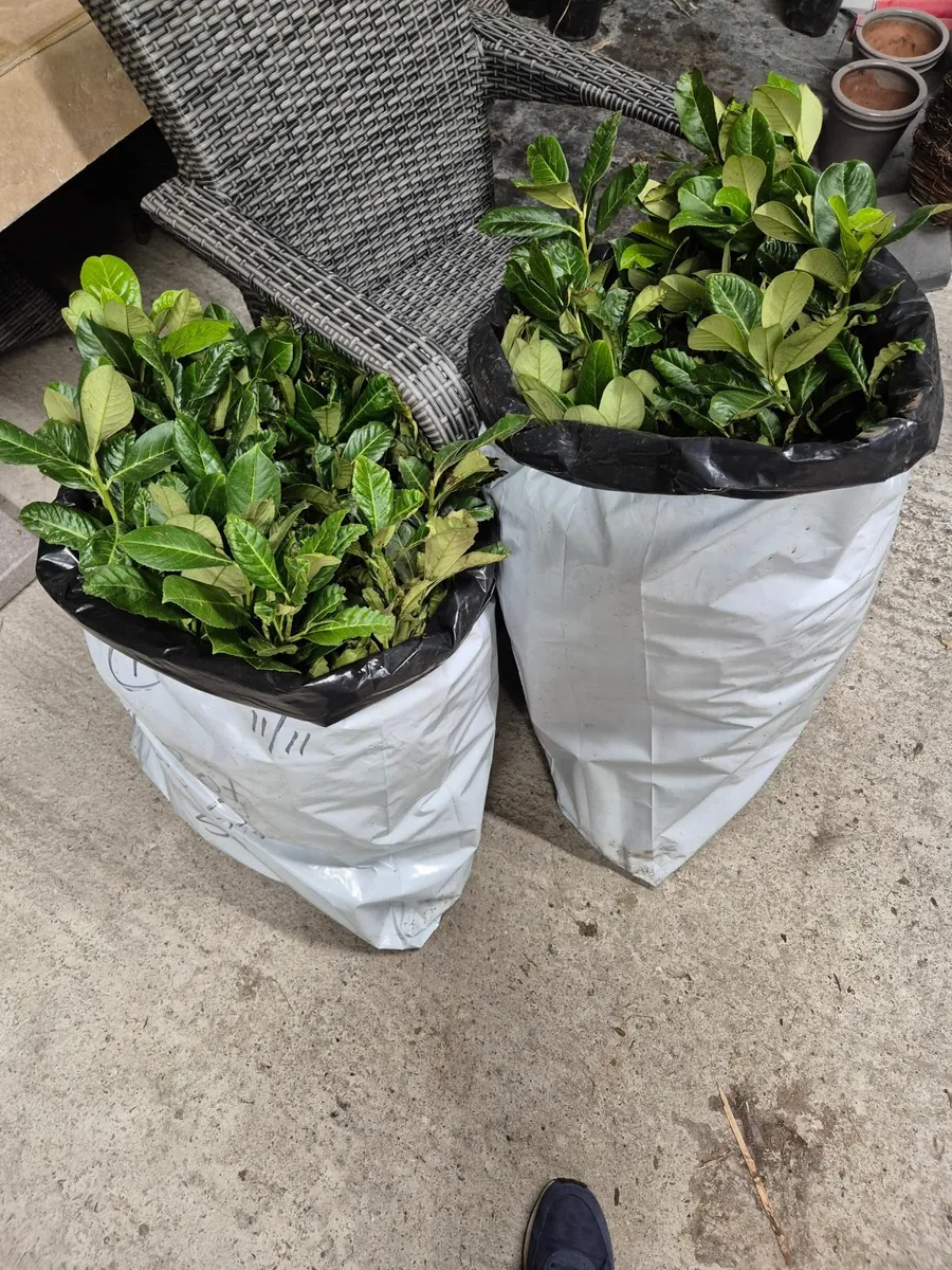 100 No Bare Root Laurel Hedge 250mm-500mm