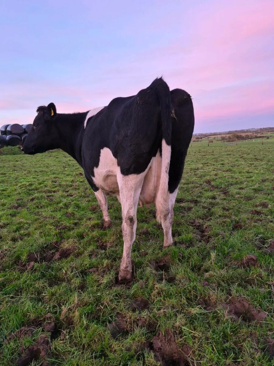 British friesen springer - Image 2