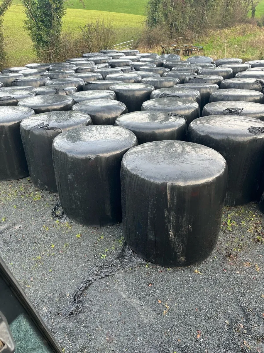 Bales of Silage - Image 1