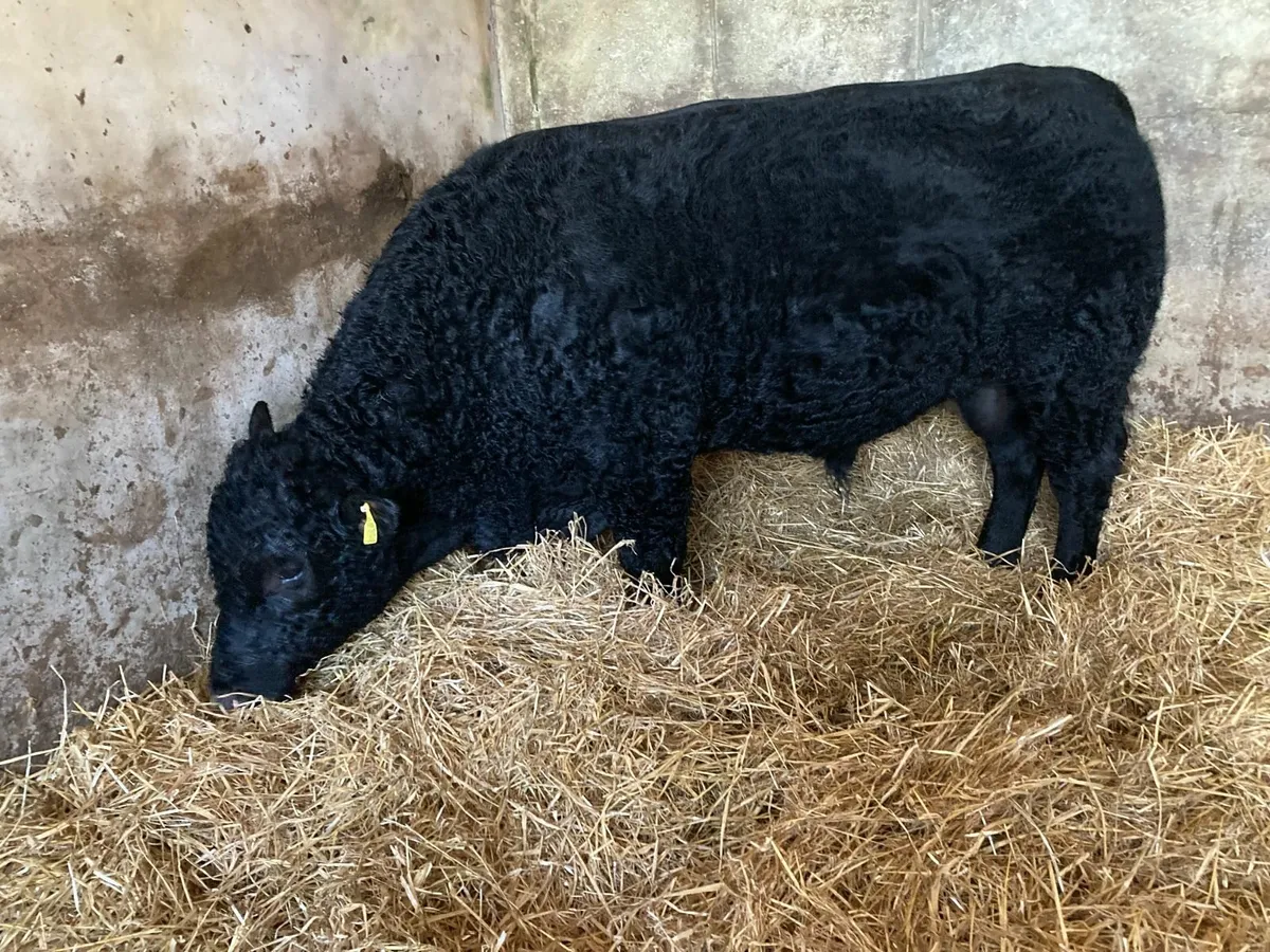 Pedigree Angus Bull - Image 2