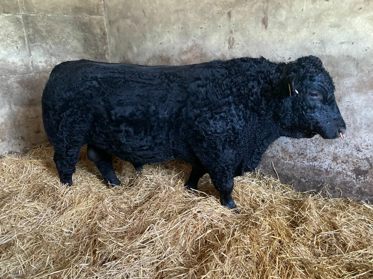 Pedigree Angus Bull - Image 3