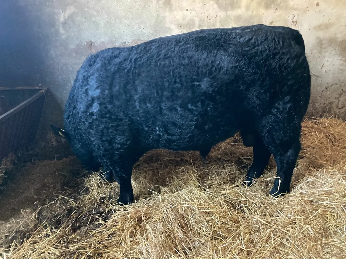 Pedigree Angus Bull - Image 4
