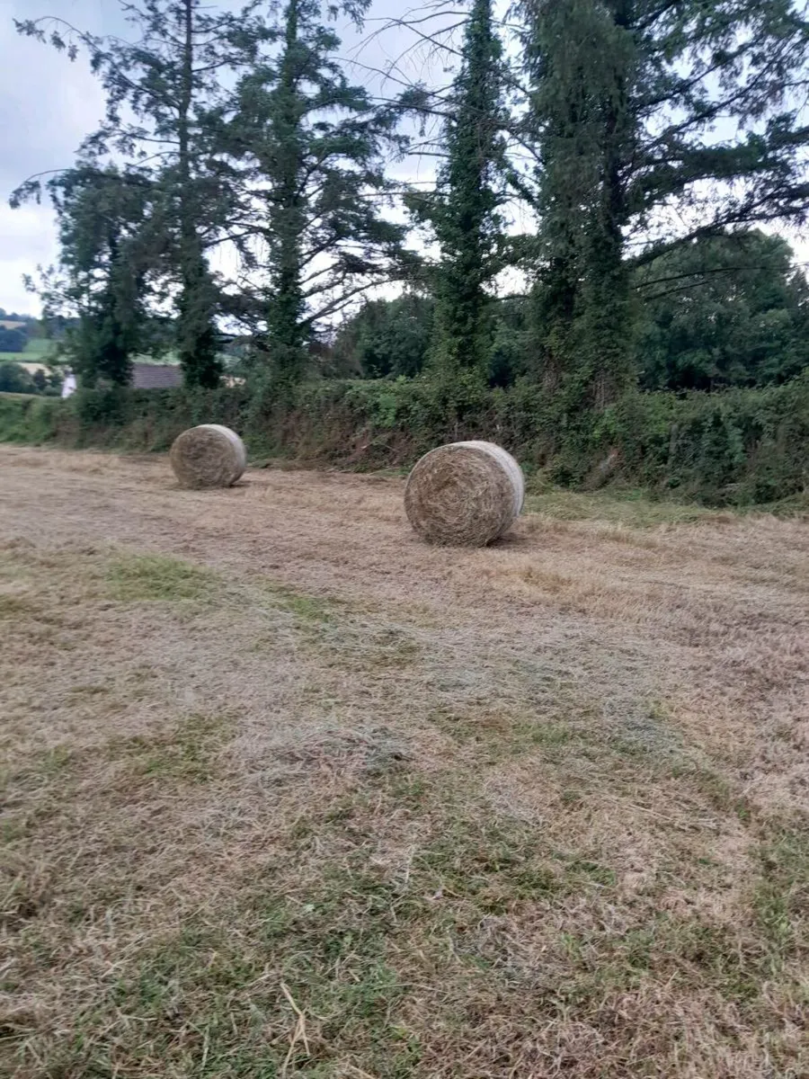Top class organic horse  haylage - Image 3