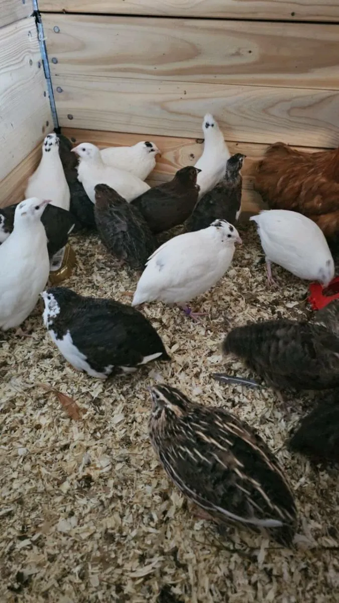 Quail - Image 1
