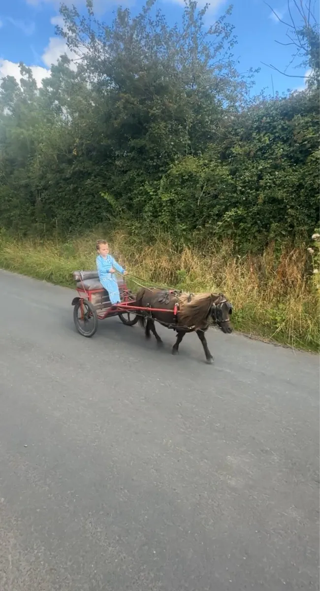 Black mare pony with cart and harness - Image 1