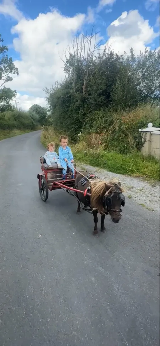 Black mare pony with cart and harness - Image 2