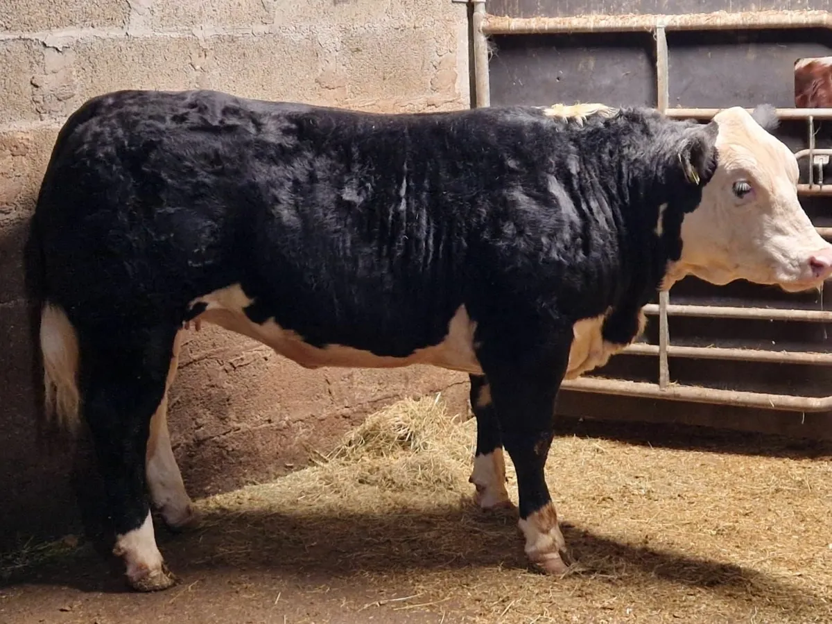 QUALITY BREEDING HEIFERS - Image 2