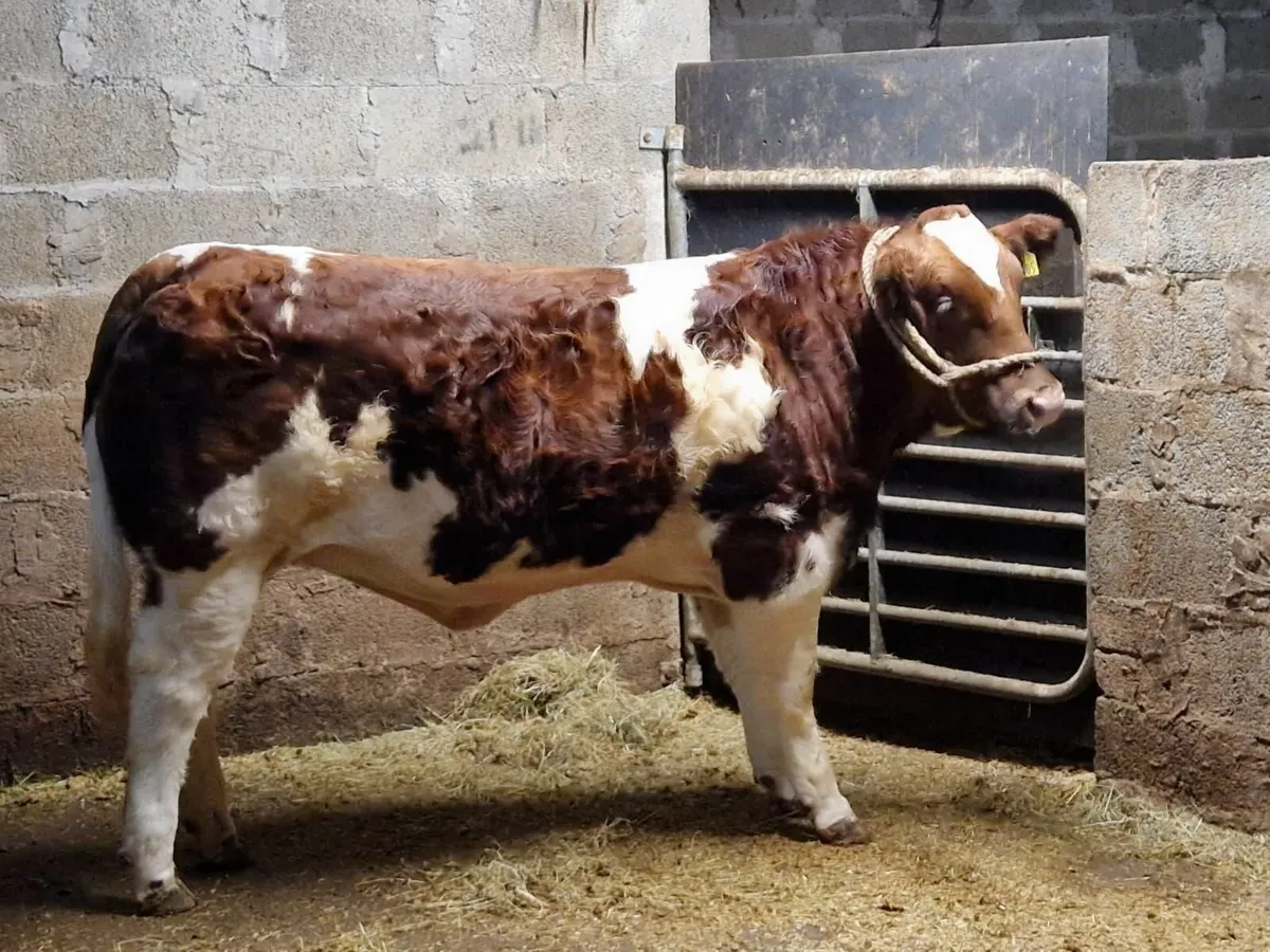 QUALITY BREEDING HEIFERS - Image 1