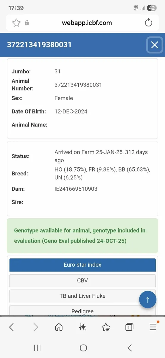 QUALITY BREEDING HEIFERS - Image 3