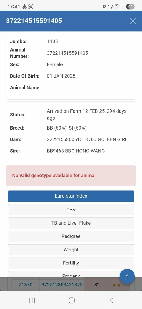 QUALITY BREEDING HEIFERS - Image 4