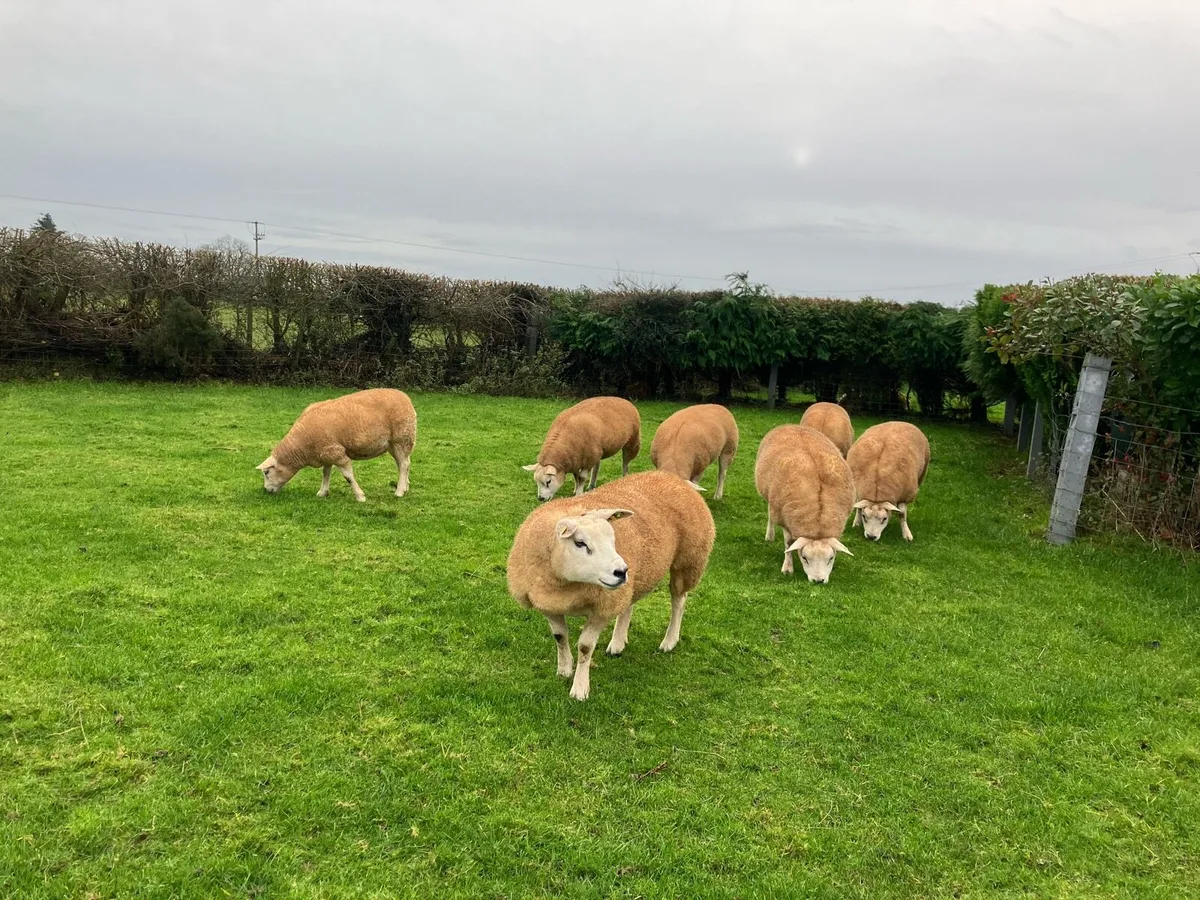 In Lamb Texel Hoggets For Roscommon Mart - Image 2