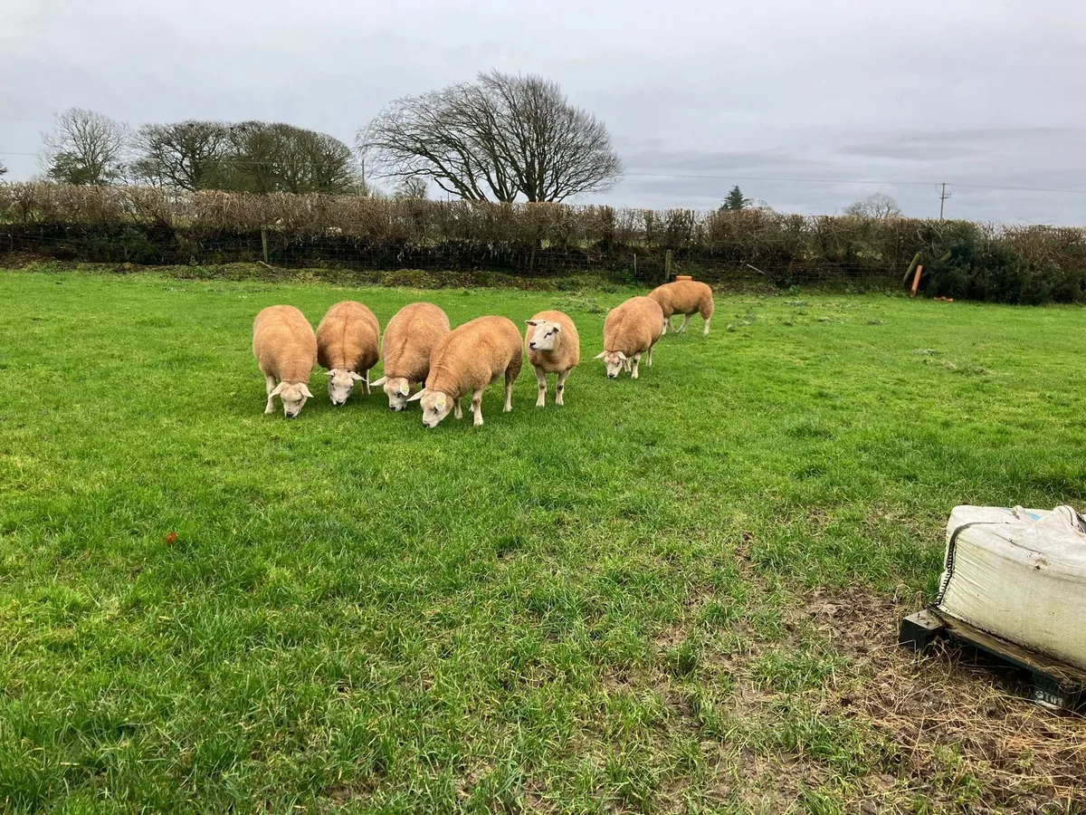 In Lamb Texel Hoggets For Roscommon Mart - Image 3
