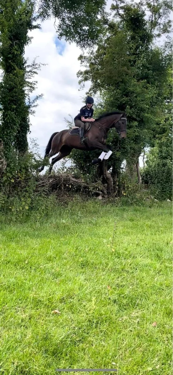 7yo 17hh hunt/eventer… - Image 2
