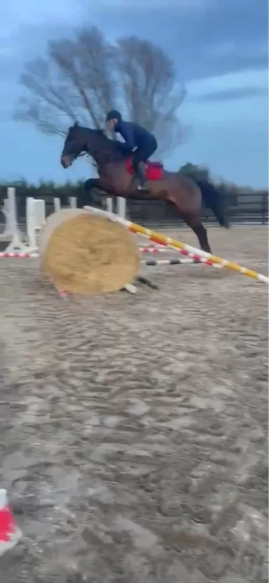7yo 17hh hunt/eventer… - Image 3