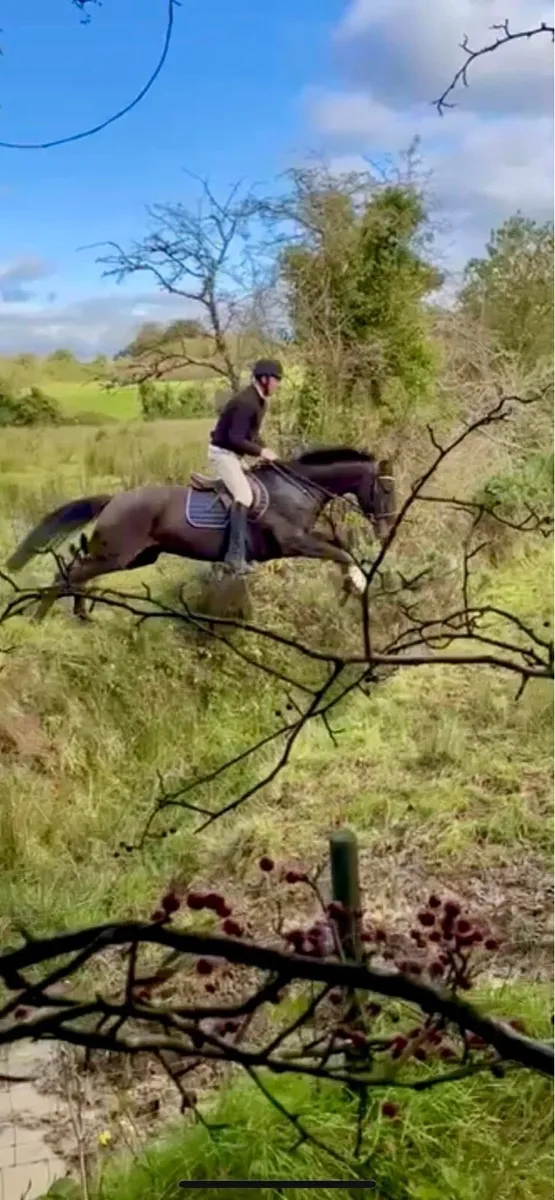 7yo 17hh hunt/eventer… - Image 4