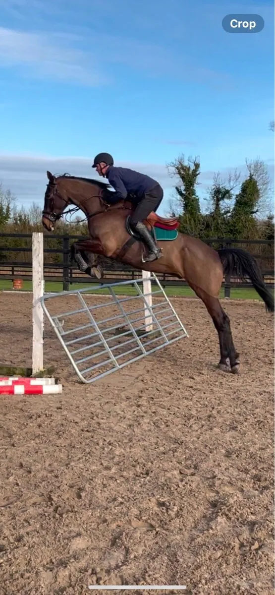 8yo 17hh hunt/eventer… - Image 3
