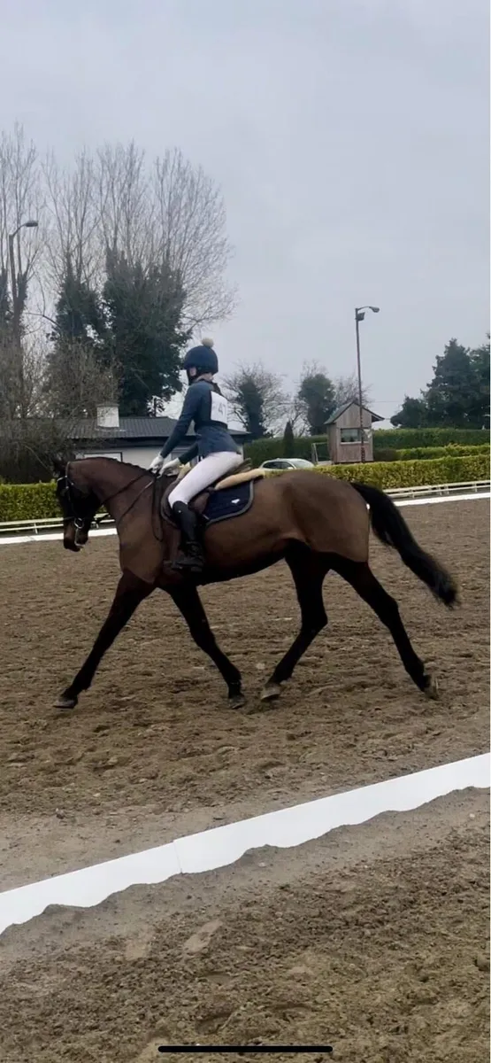 8yo 17hh hunt/eventer… - Image 4