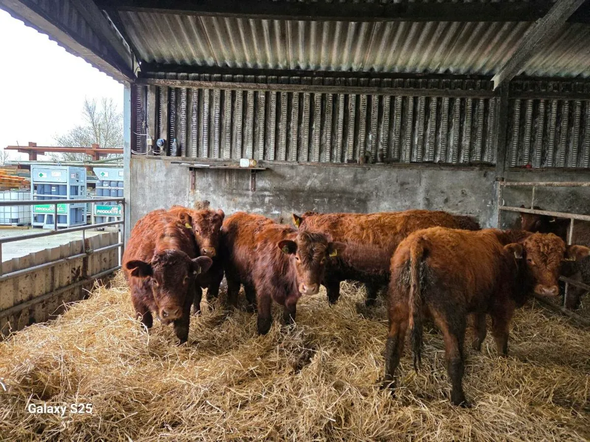 Organic Bull Weanlings - Image 1