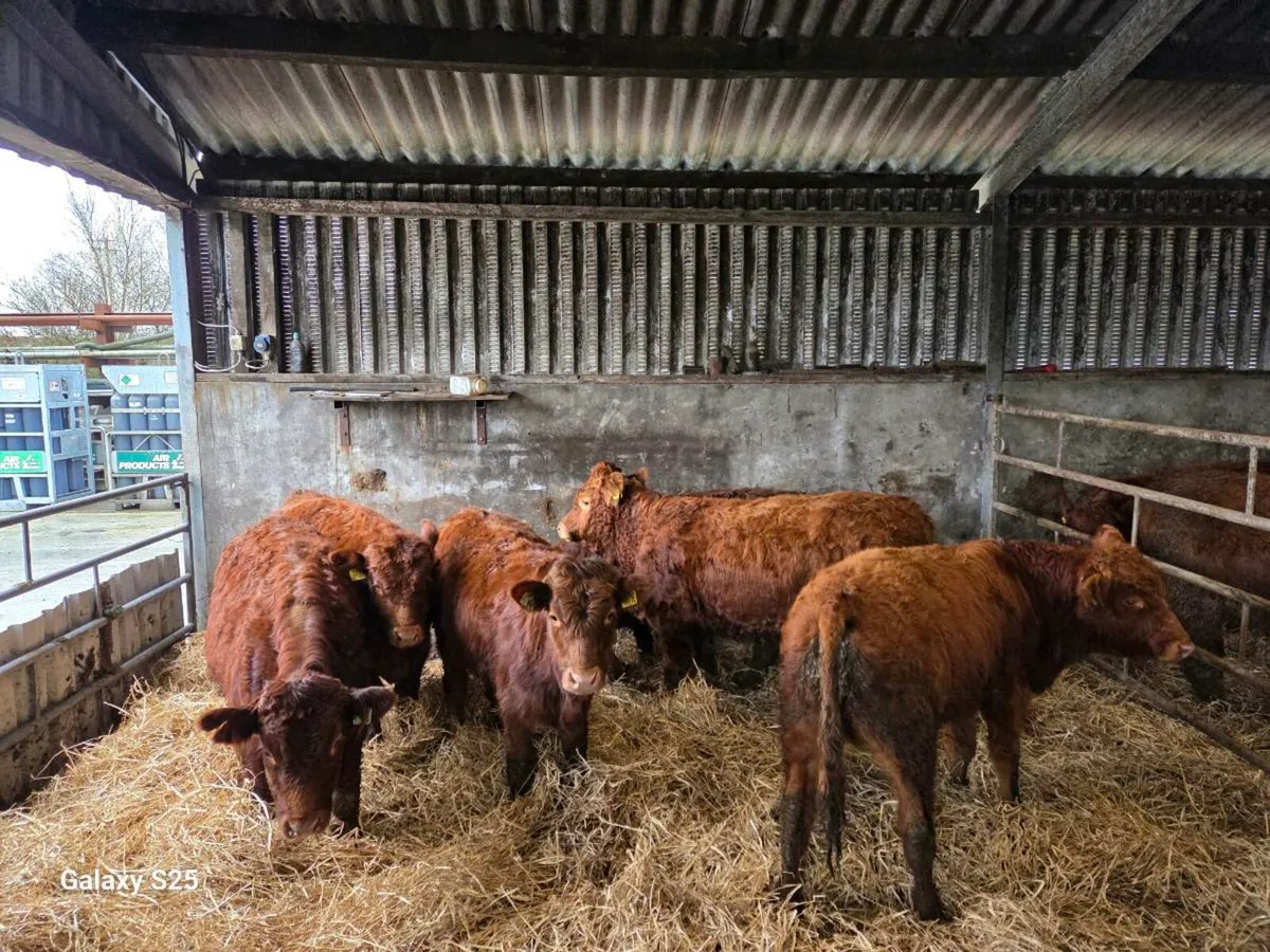Organic Bull Weanlings - Image 2