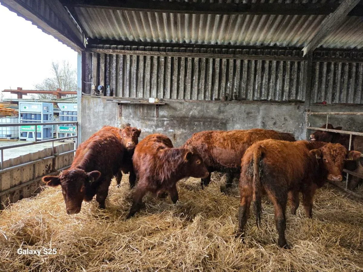 Organic Bull Weanlings - Image 3