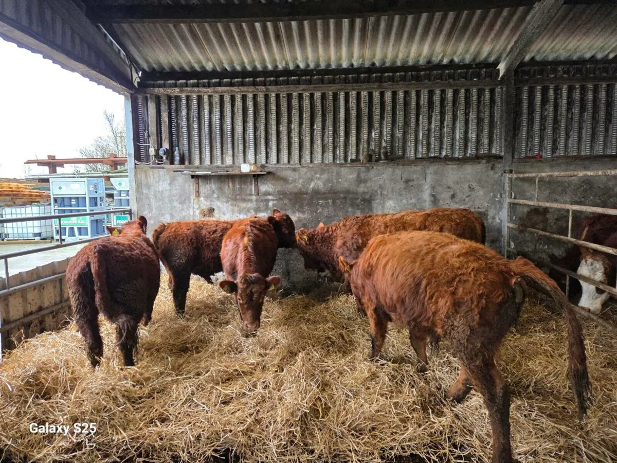 Organic Bull Weanlings - Image 4