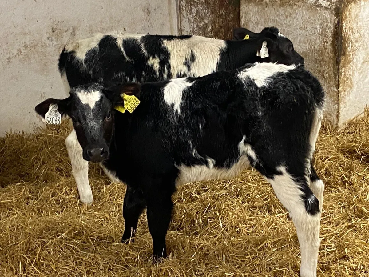 Super Belgian Blue Heifer Calves - Image 2